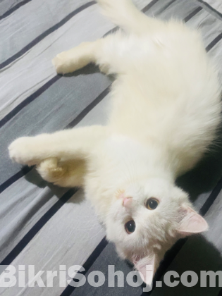 বিড়ালটি বিক্রি করা হবে